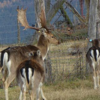 Dammwild im Wildgehege