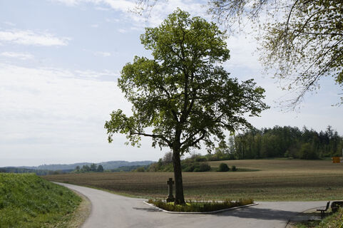 Polenkreuz unter der Linde