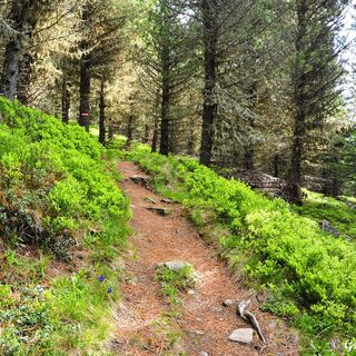 Herrlicher Wald und Wiesenduft umgibt uns