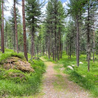 Stazerwald