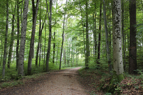 Hertinger Wald