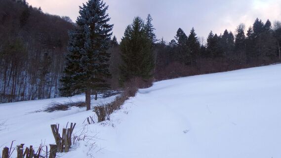 Wiese bei Eberbach