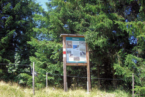 Informationstafel Gämse