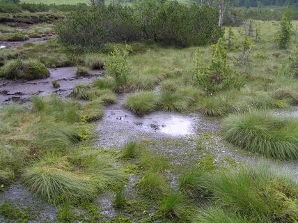 St. Lorenzener Hochmoor