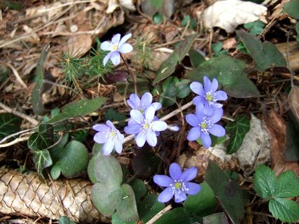 Schöckl von St. Radegund aus
