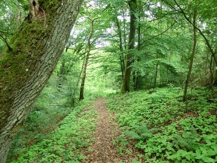 2 Bäche-Pfad: Wanderung hinab zum Sammetbach