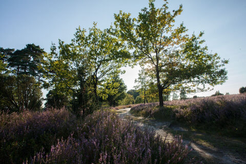 Idylle Lüneburger Heide