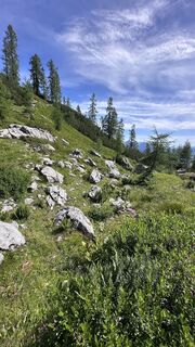 Photo de Mountain Cat ? ⛰️ le long du parcours