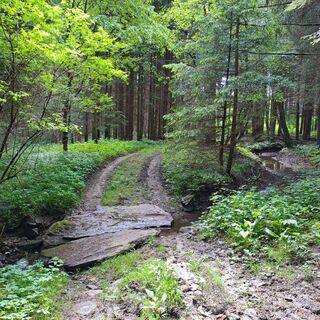 Waldweg Kirchschlag