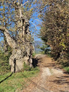 Foto de Thomi W a lo largo del recorrido