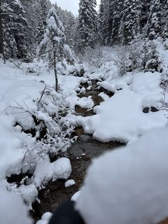 Photo de Grizzli le long du parcours