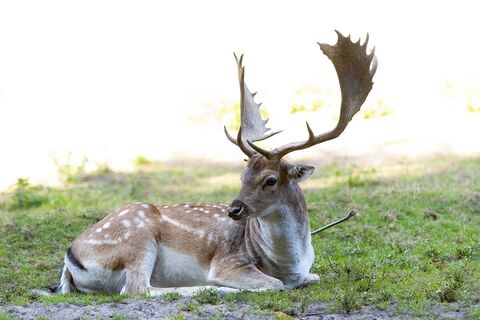 Wildpark Karlsbrunn