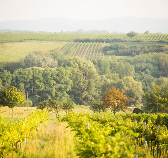 Weinviertler Landschaft