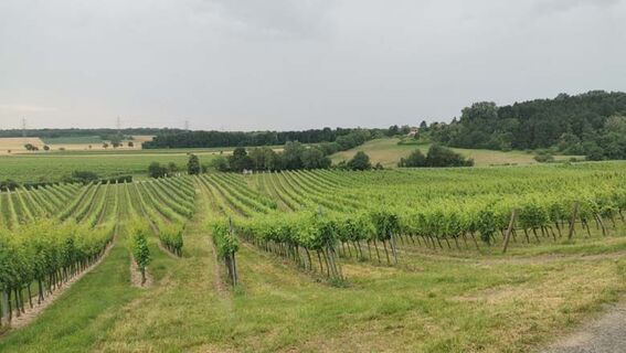 Weingarten rund um Hagenbrunn