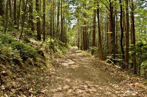 Wanderung Orbey - Rundweg Faudé
