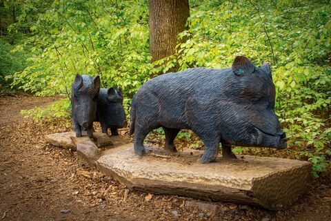 Wildschweine Grafenschatzweg