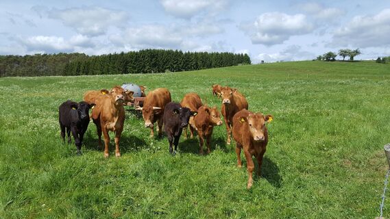 Rinder am Wegesrand