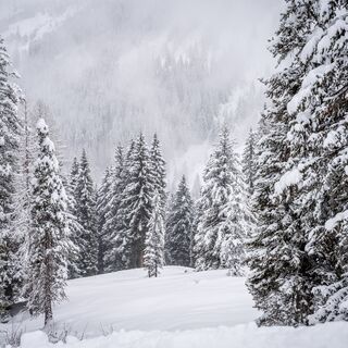 Verschneiter Winterwald