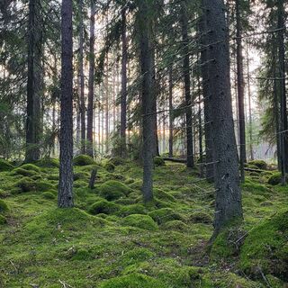 Üppiges Moos hat den Boden und die Steine im Wald bedeckt.