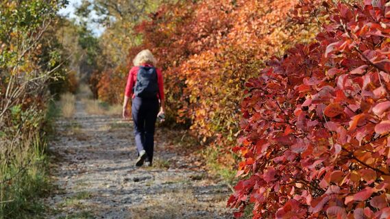 Im Spätherbst findet man sich schon ein paar Schritte von Jamiano zwischen leuchtend roten Perückensträuchern wider.