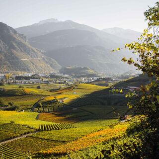 Weinberg zwischen Sierre und Salquenen