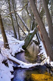 Winterlicher Sennebach in Schloß Holte-Stukenbrock