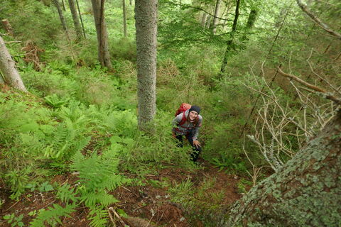 steil und weglos gehts durch den Wald