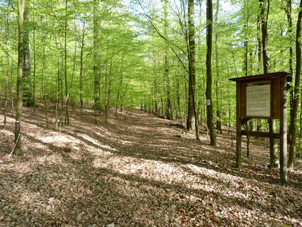 Durch den frühlingshaften Wald an der Wegscheide