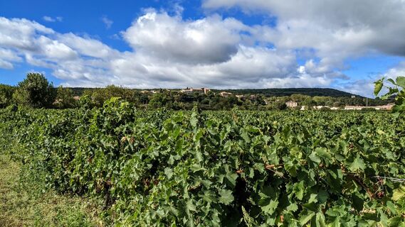 Weinberge und Vulkane de fontes0002 ©Gilles Delerue - ADT34