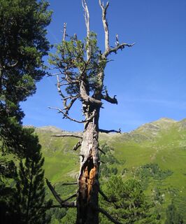 Zirbe am Wegrand
