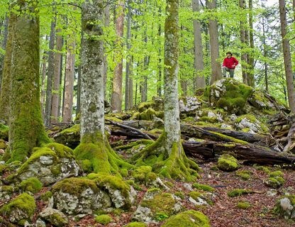 UNESCO Weltnaturerbe Buchenwälder im Nationalpark Kalkalpen