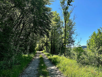 Waldweg