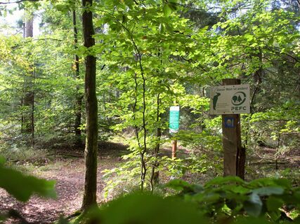 Der Lüßwald bei Hösseringen