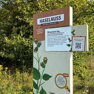 Haselnuss