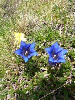 Wanderung auf die Fölzalm und weiter auf den Fölzstein