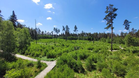 Blick vom Aussichtsturm im Pöllwitzer Wald