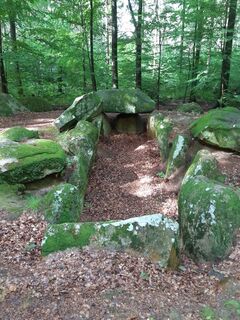 Schieringer Forst