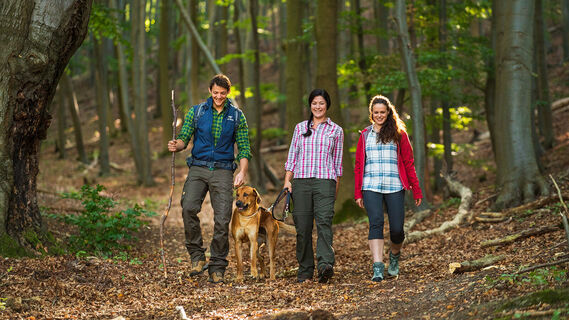 Buchenwald Eberschützer Klippen