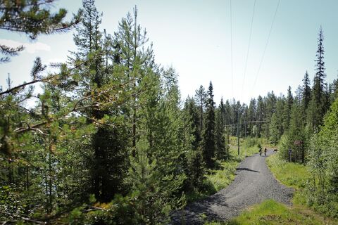 Achten Sie auf Rentiere auf dem Kalliolampi XC Radweg, Ruka, Kuusamo