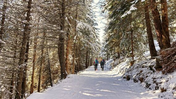 Der Forstweg führt uns bis zu Linderhütte