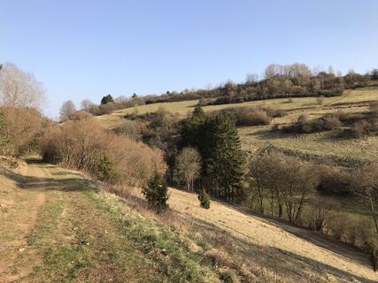 Blick in Kalkmagerrasental