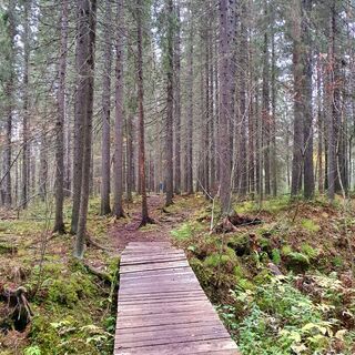 Erkin poloku, Kajaani