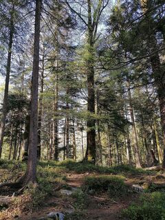 Waldweg Känzele