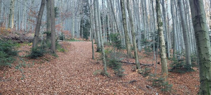 Fotografia z Werner Spitzer 1 na trase