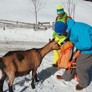 Neugierige Wegbegleiter bei der Fallmühle