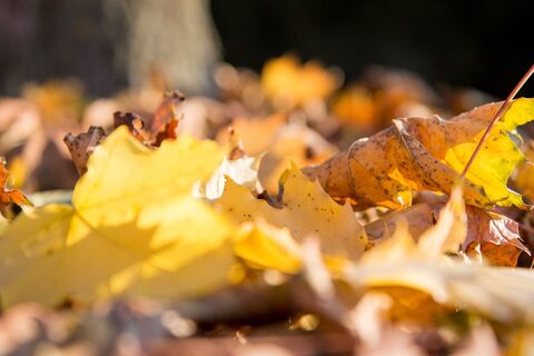 herbstliche Blätter