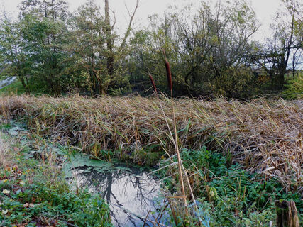 Braunsohle
