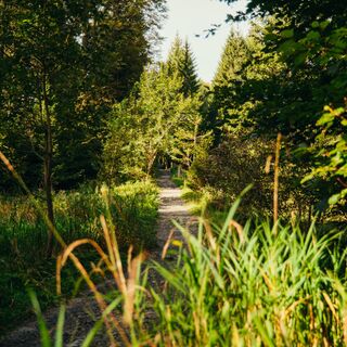 Wandern im Wald bei Immenstadt