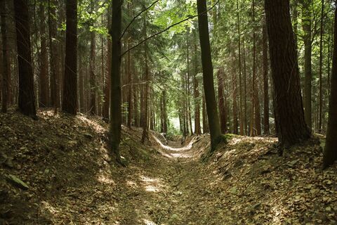 Hohlweg