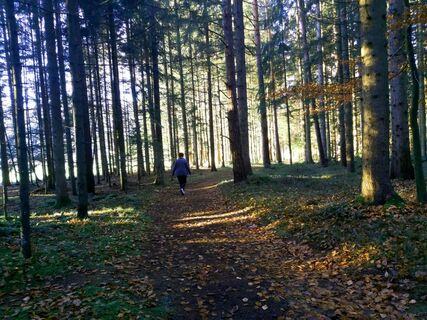Waldweg Bienenlehrpfad Passail, Naturpark Almenland in der Oststeiermark